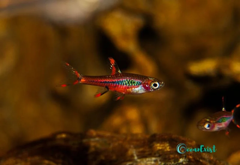 Chili Rasbora