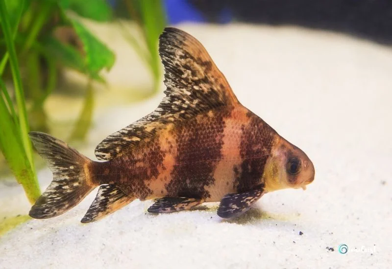 Chinese High-Fin Banded