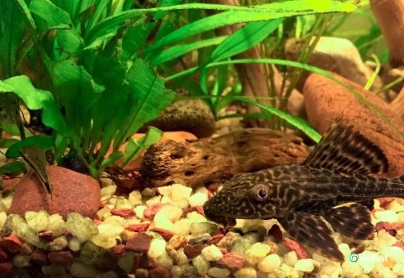 Clown Plecos Food and Diet