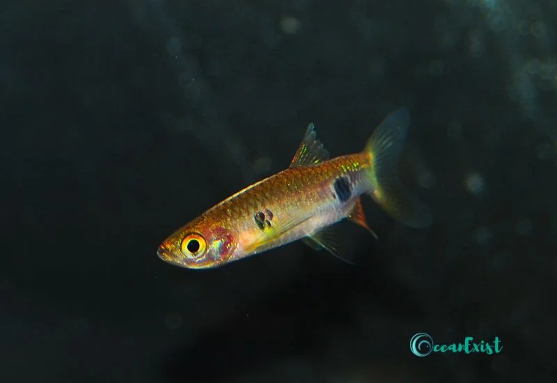 Clown Rasbora