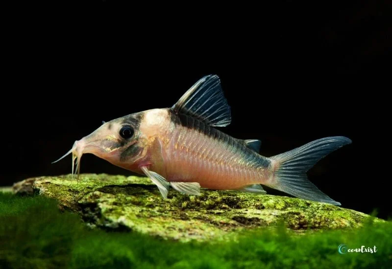 Corydoras imitator