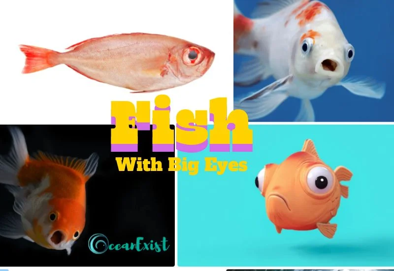 fish with big eyes