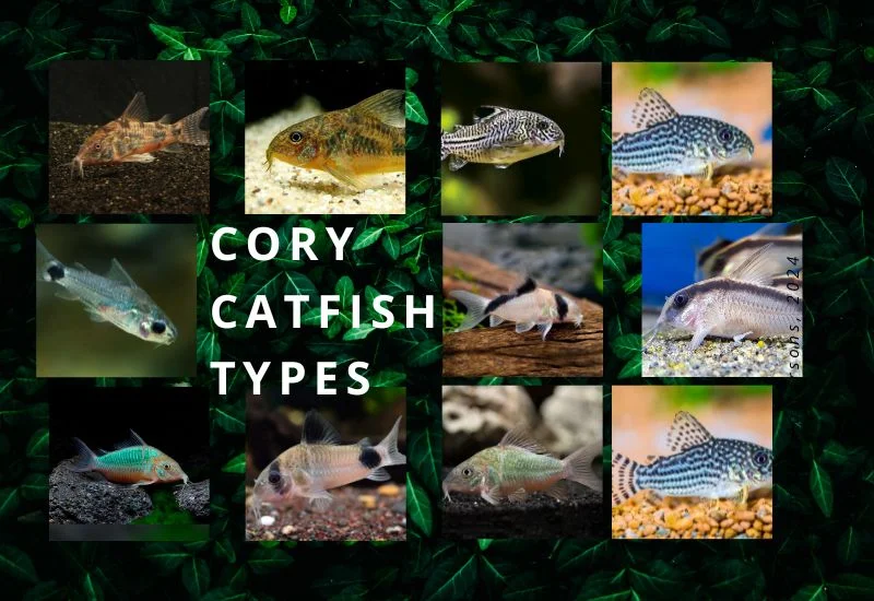 types of cory catfish