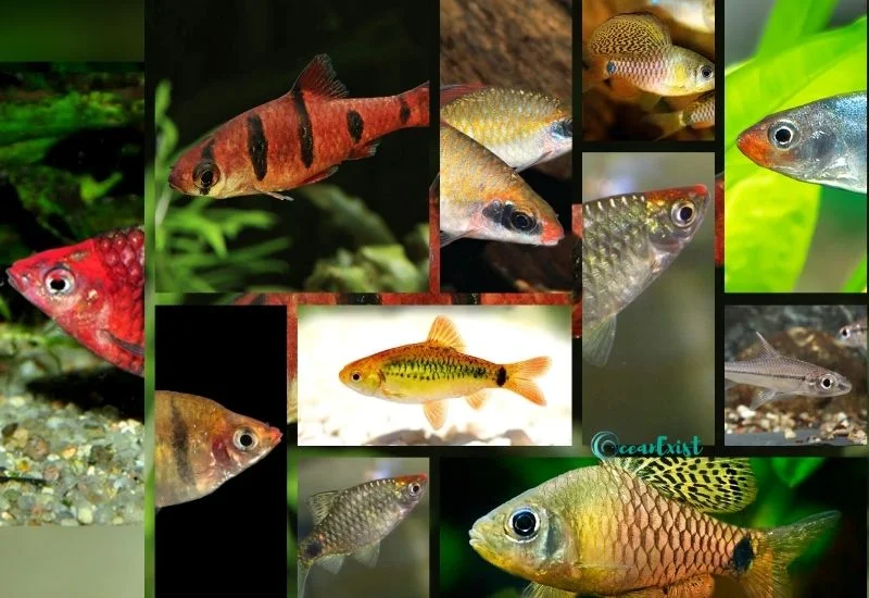 barb fish types