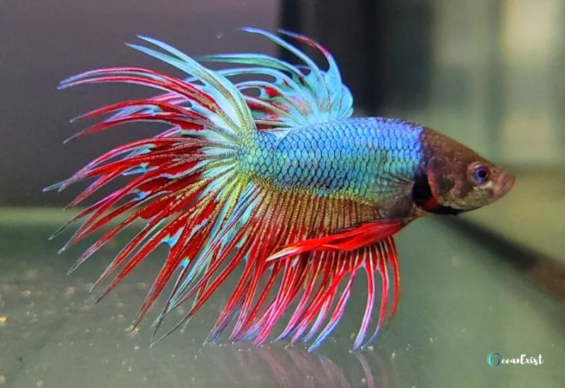 Crowntail Betta Fish