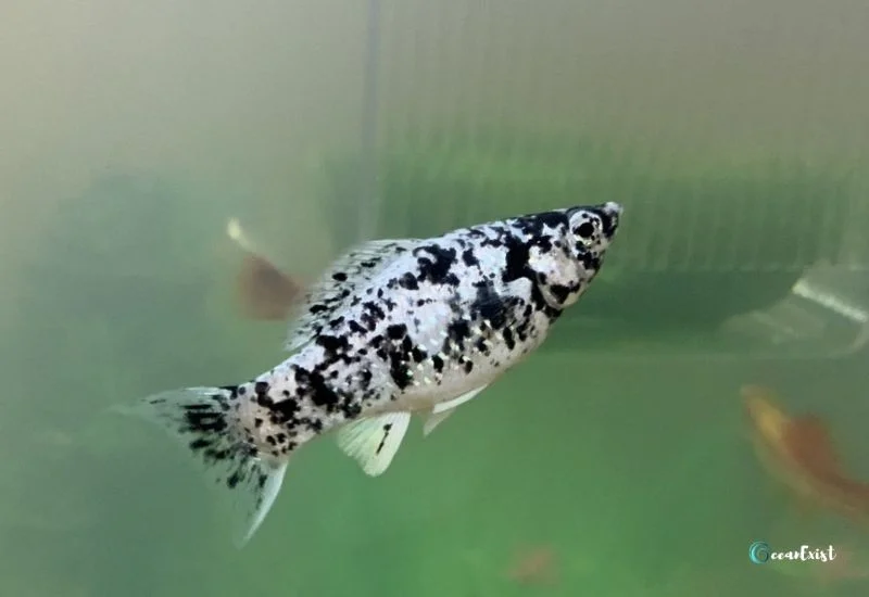 Dalmatian Molly Fish Breeding