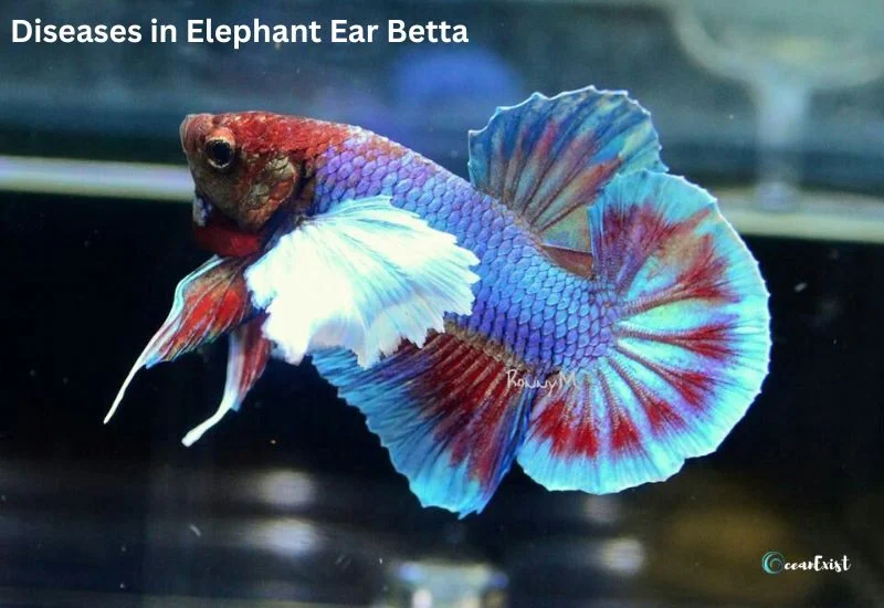 Diseases in Elephant Ear Betta