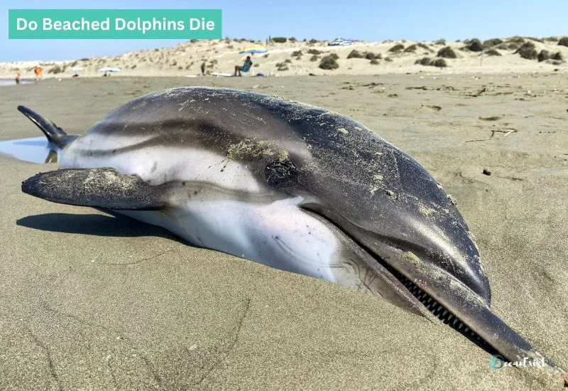 Do Beached Dolphins Die