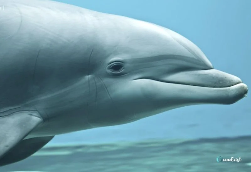 Do Dolphins Have Ears