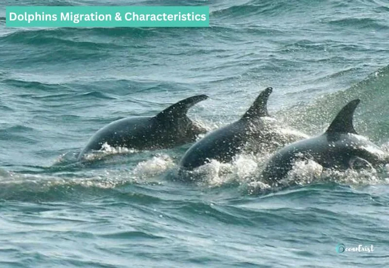 Do Dolphins Migration Affect Their Characteristics