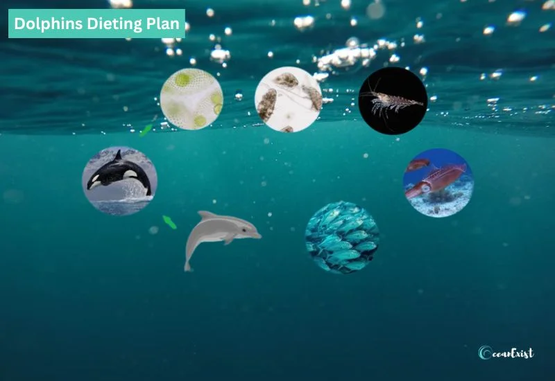 Dolphin Dieting Plan