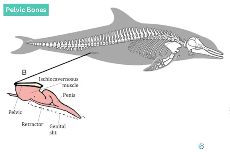 Do Dolphins Have Bones? Discover Their Skeletal Secrets