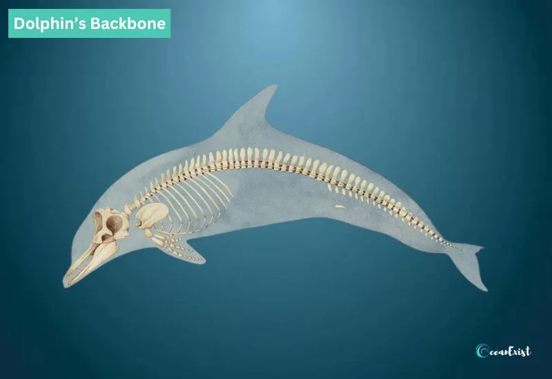 Dolphin’s Backbone