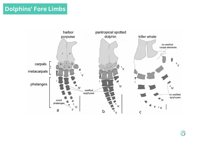 Dolphins' Fore Limbs