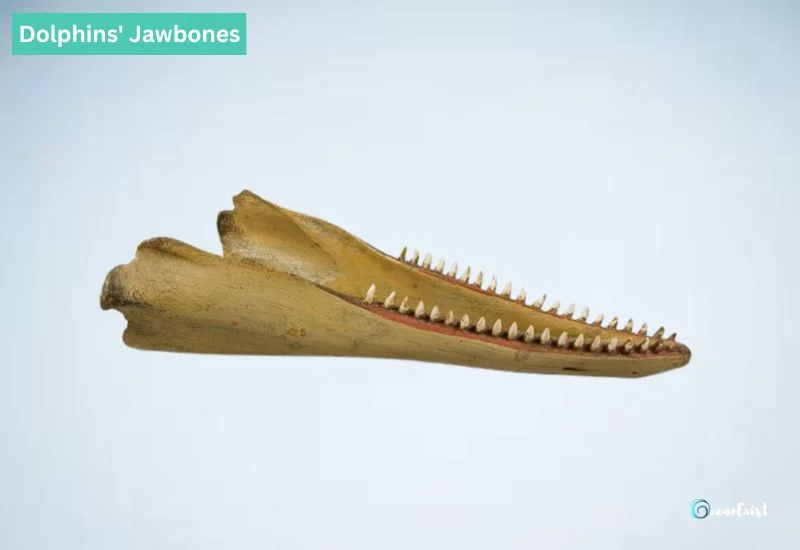 Dolphins' Jawbones