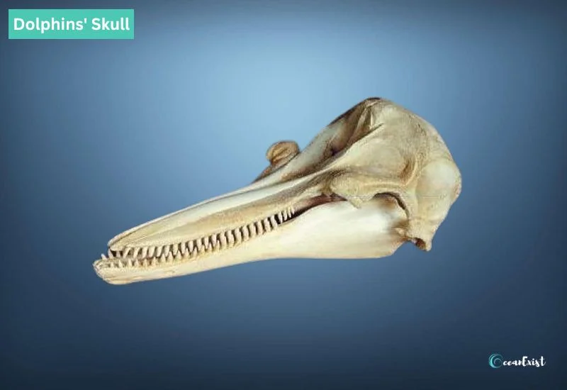 Dolphins' Skull