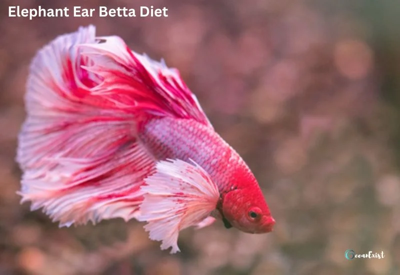 Dumbo Betta Diet