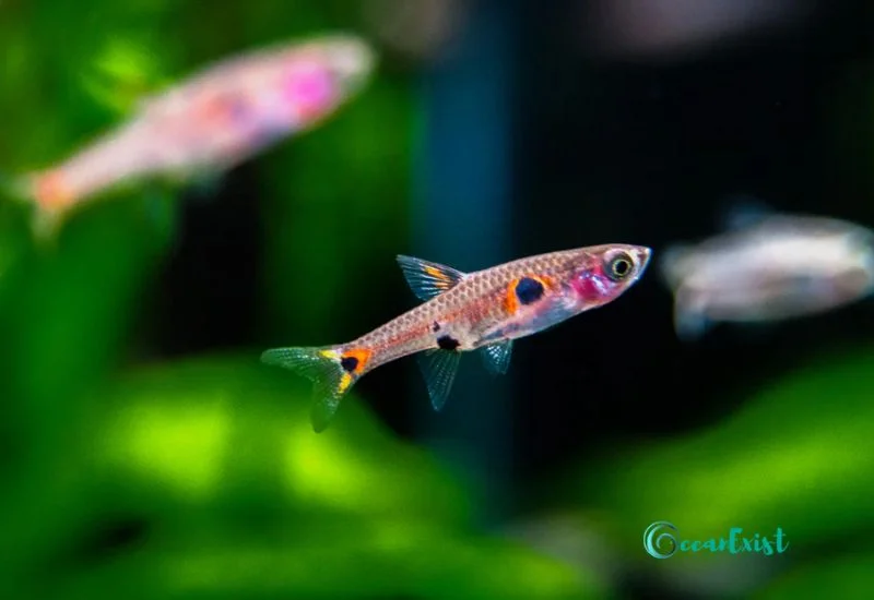 Dwarf Rasbora (Boraras maculatus)