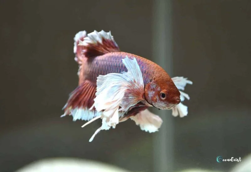 Elephant Ear Betta