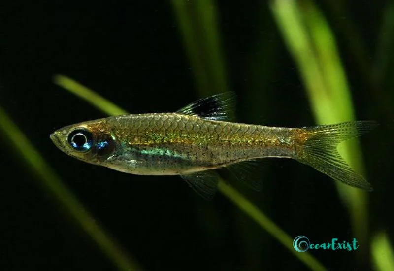 Emerald Eye/Eyespot Rasbora (Brevibora dorsiocellata)