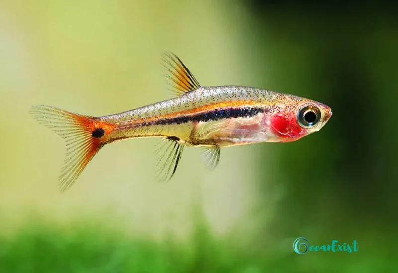 Exclamation Point/Least Rasbora