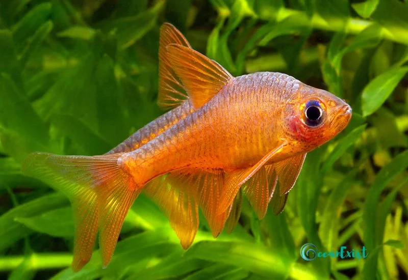 fire rasbora