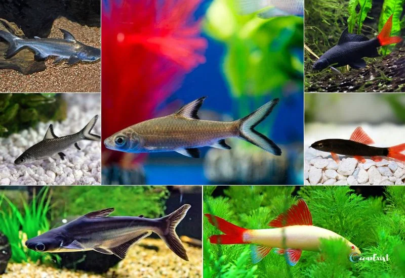 Fresh Water Aquarium Shark Types