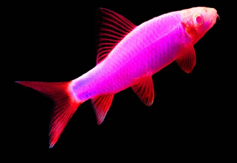 Galactic Purple Glofish