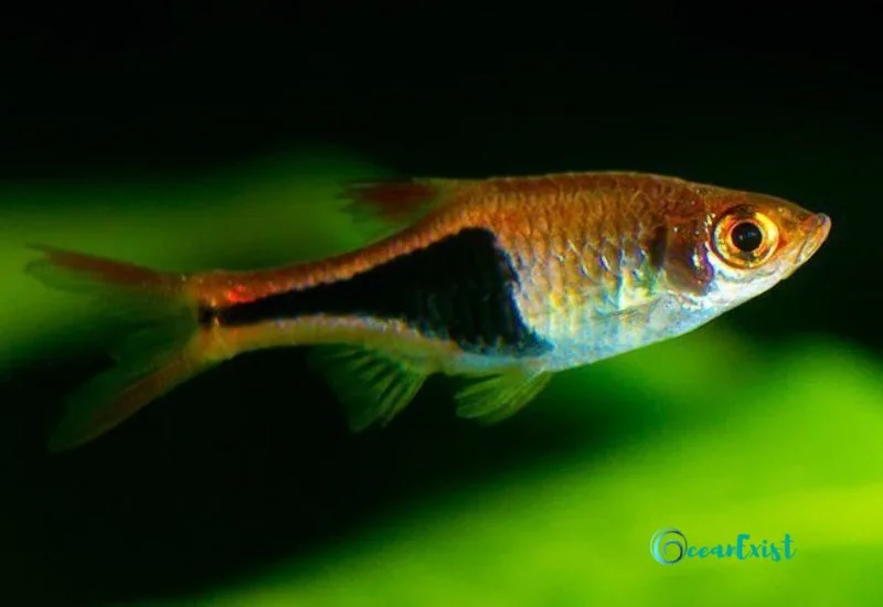 Glowlight Rasbora