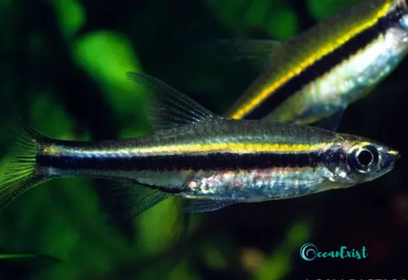 Graceful Rasbora (Trigonopoma gracile)