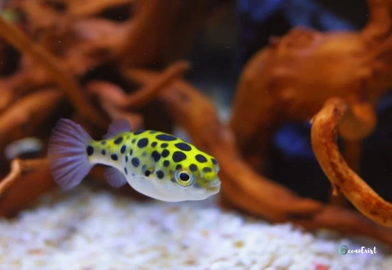 Green Spotted Puffer