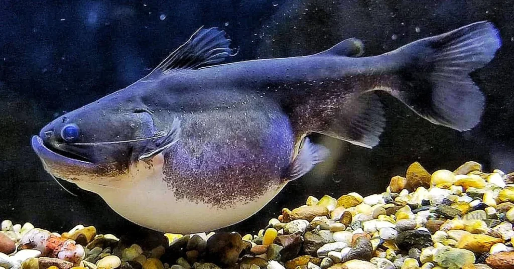 Gulper-Catfish