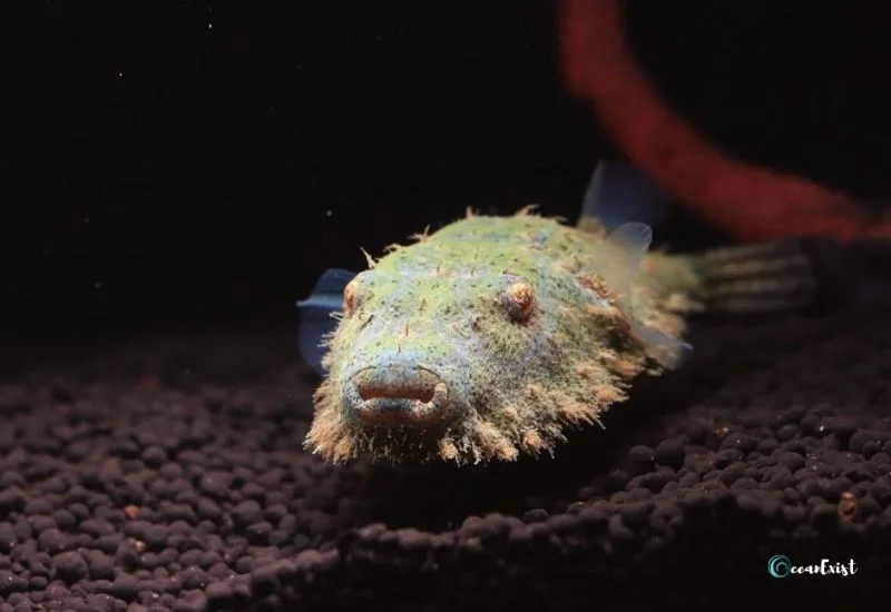 Hairy Puffer