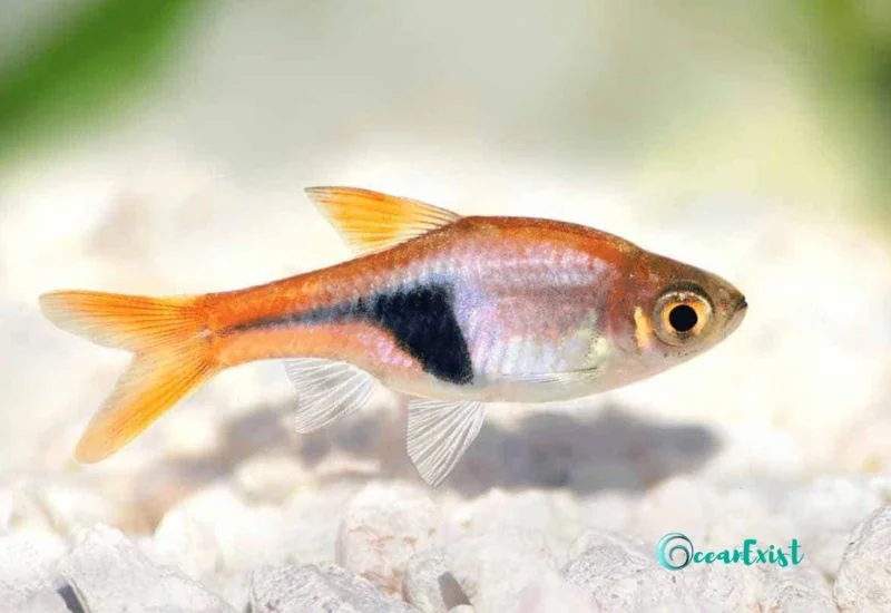 Harlequin Rasbora