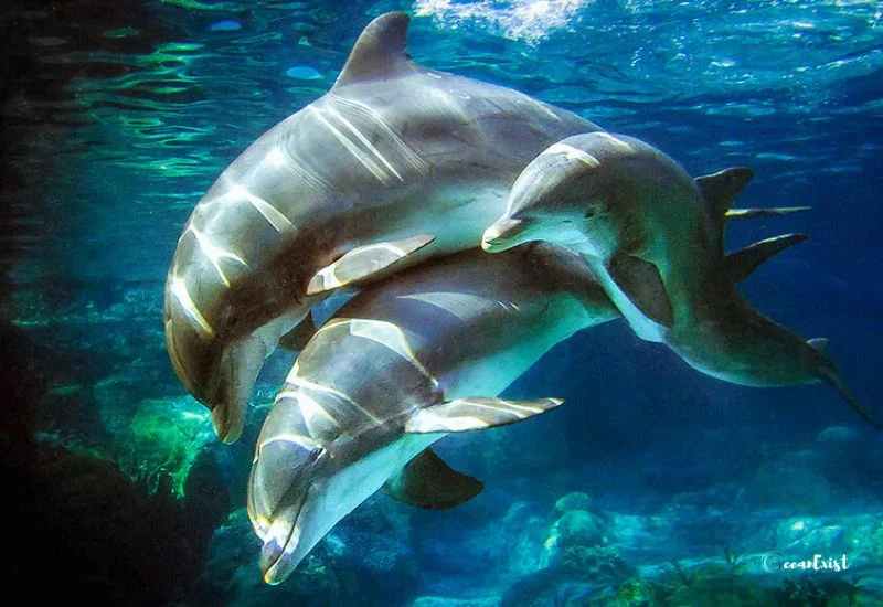 How Do Dolphins Reproduce