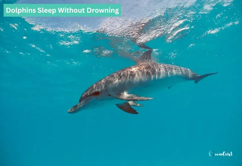 How Dolphins Sleep Without Drowning