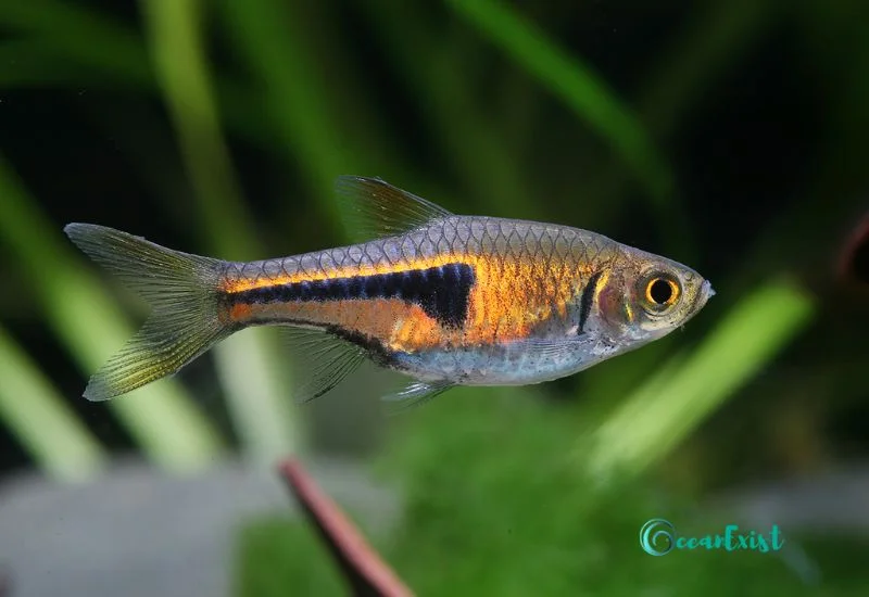 Lambchop Rasbora (Trigonostigma espei)