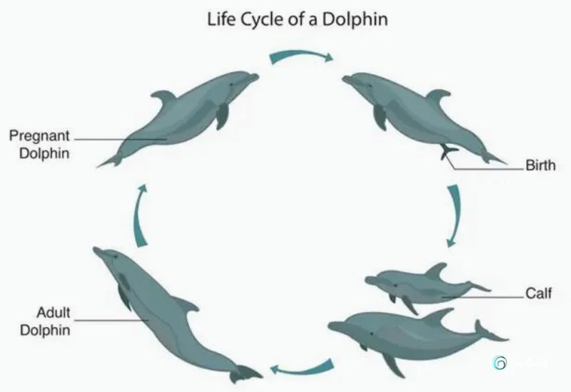 Life Cycle of a Dolphin