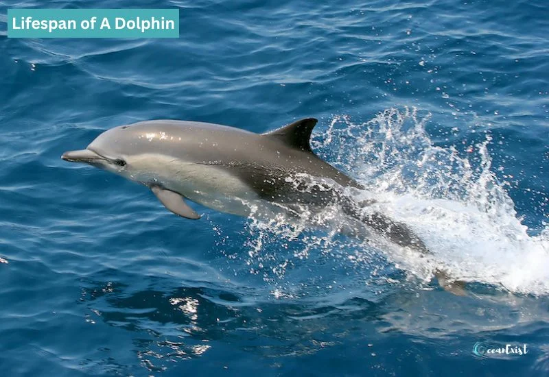Lifespan of A Dolphin