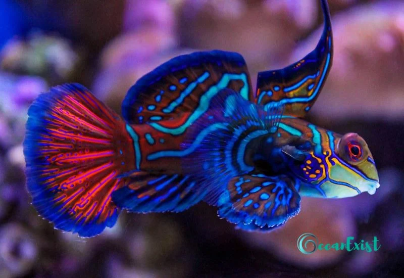 Mandarin Dragonet