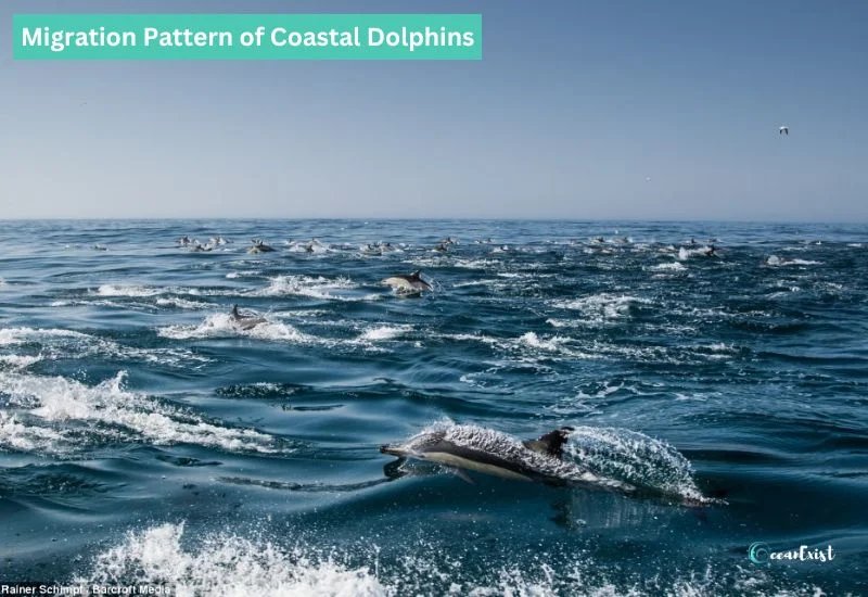 Migration Pattern of Coastal Dolphins