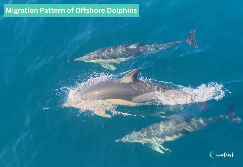 Migration Pattern of Offshore Dolphins