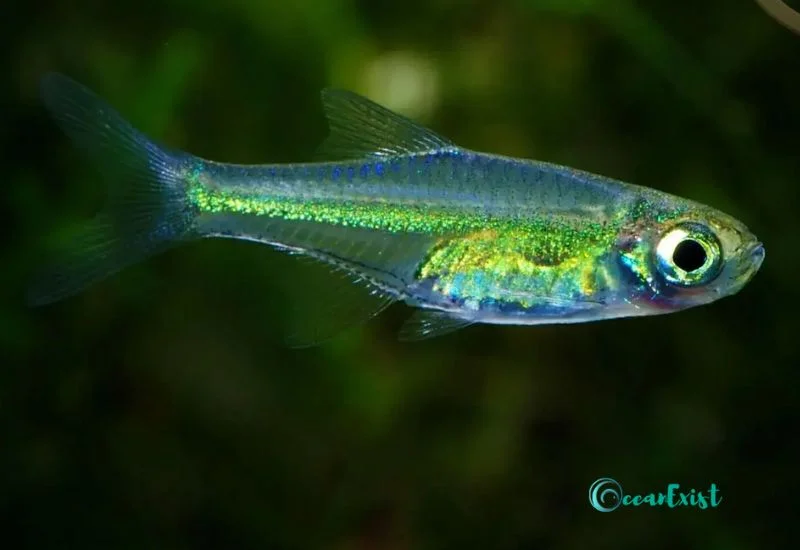 Neon Green Kubotai Rasbora