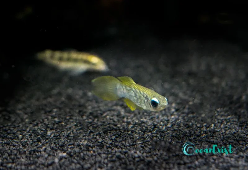 Normans Lampeye Killifish