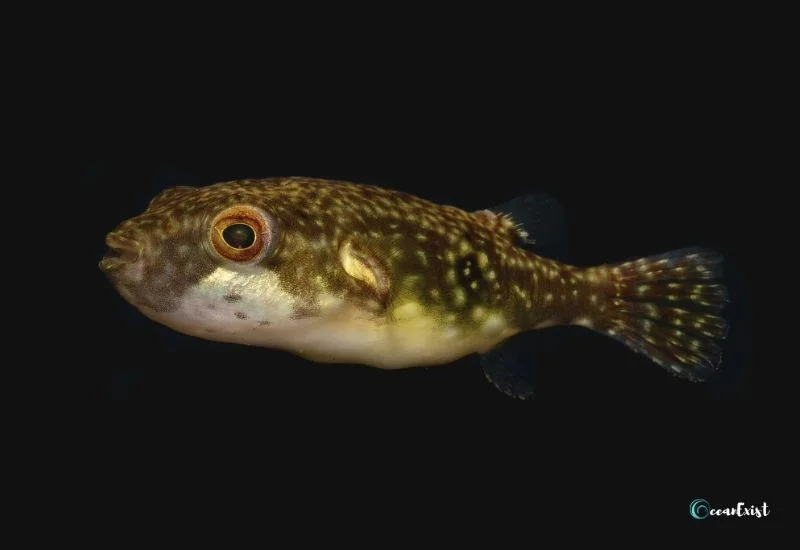 Ocellated Puffer