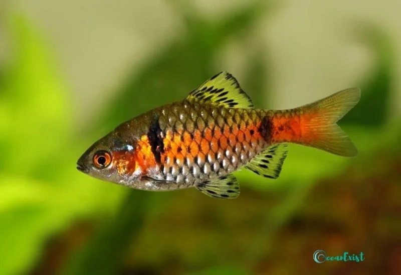 Odessa Barb