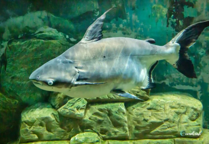 Paroon shark