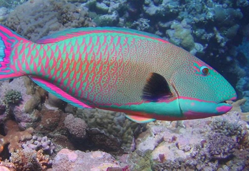 ParrotFish