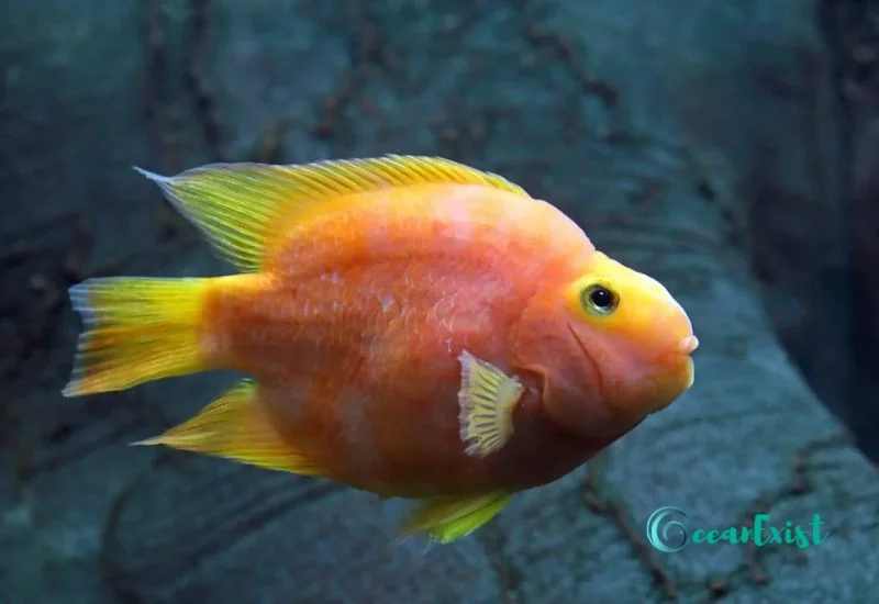 Parrotfish Cichlid