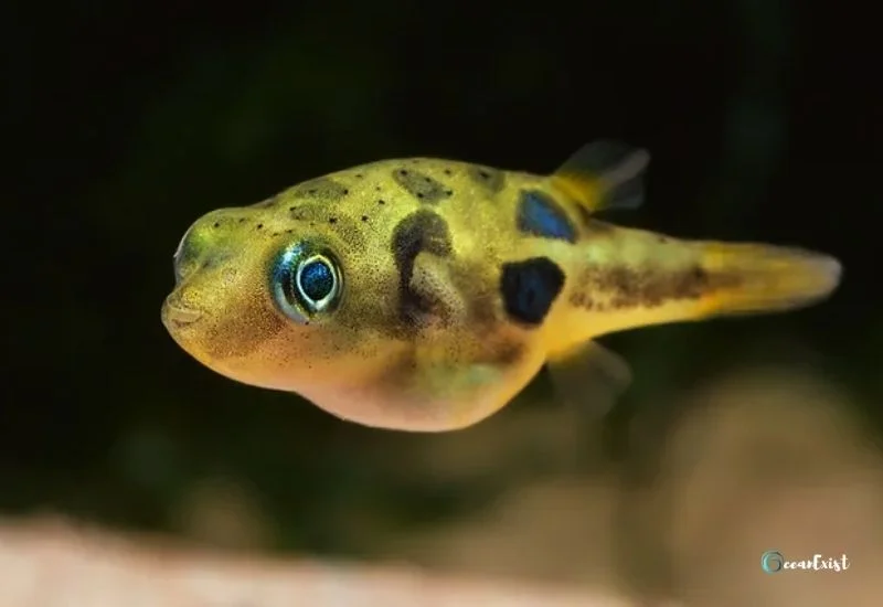 Pea Puffer